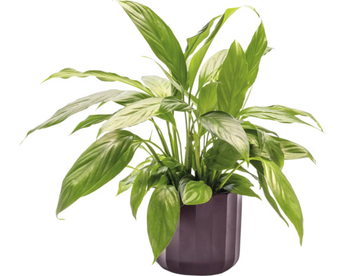 Lopatkovec v květináči