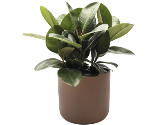 Fíkovník pryžodárný v květináči jako pokojová rostlina