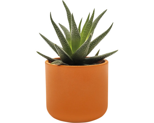 Haworthia pruhovaná v květináči