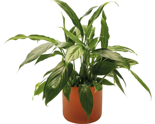 Lopatkovec v květináči