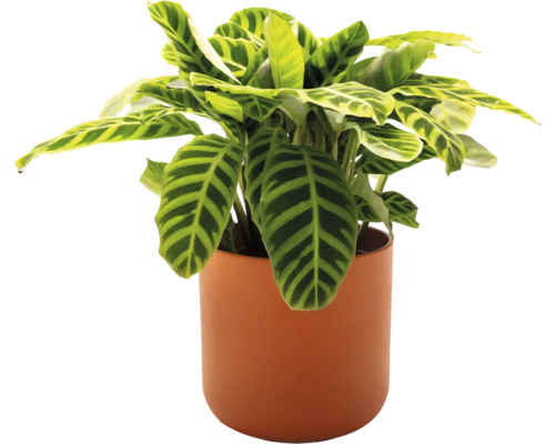 Modlivka v květináči