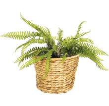Umělý kapradin v košíku