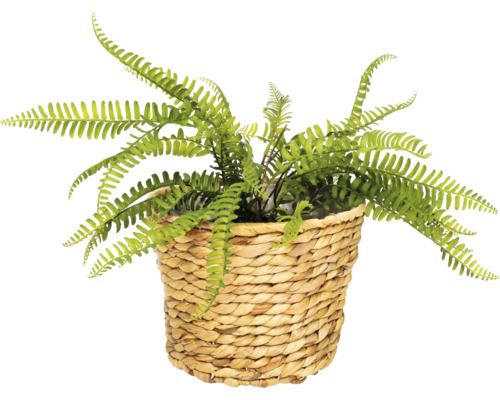 Umělý kapradin v košíku
