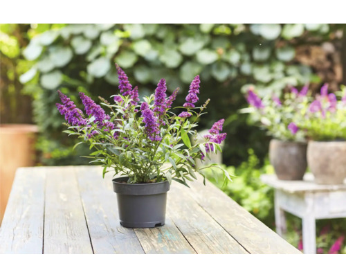 Motýlí keř v květináči na dřevěném stole v zahradě