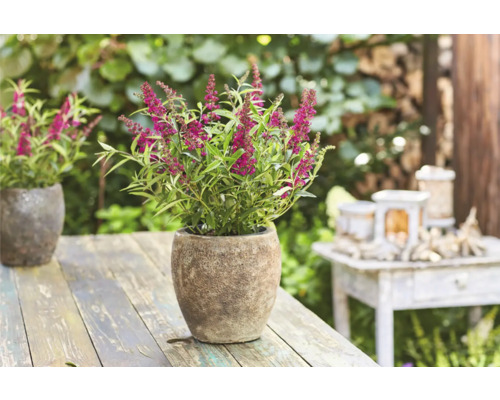 Komule Davidova v květináči na zahradním stole