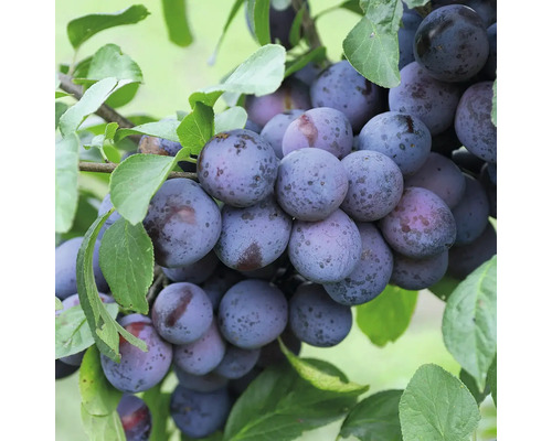 Slivoň švestka BIO samosprašná FloraSelf Bio Prunus 'The Czar' výška kmene 35-40 cm celková výška 80-90 cm květináč 5 l Švestkový strom s zralými plody a zelenými listy