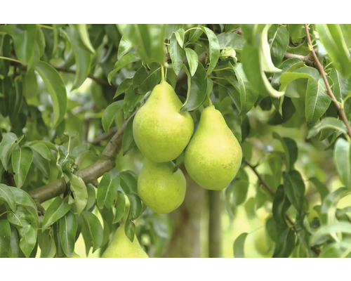 Hrušky na stromě
