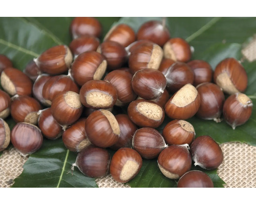 Skupina jedlých kaštanů na listu