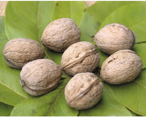 Několik vlašských ořechů na zeleném listu