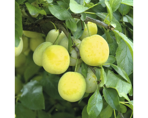 Zralé mirabelky na větvi