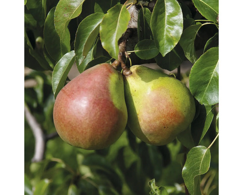 Dvě hrušky na stromě