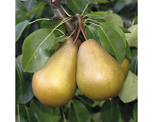 Dvě zralé hrušky visí na větvi s listy