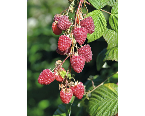 Detailní záběr malin na keři