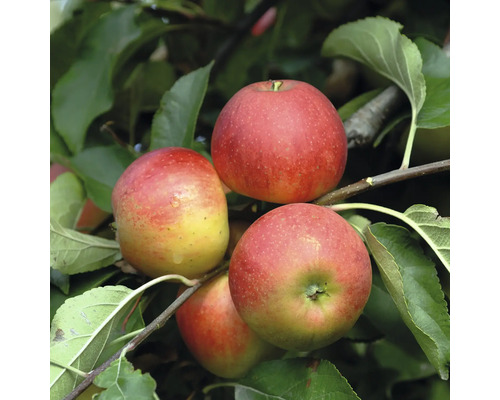 Zralá jablka na stromě se zelenými listy