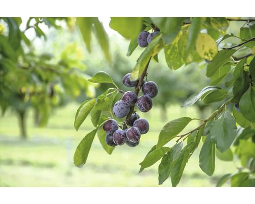 Švestky na větvi s listy