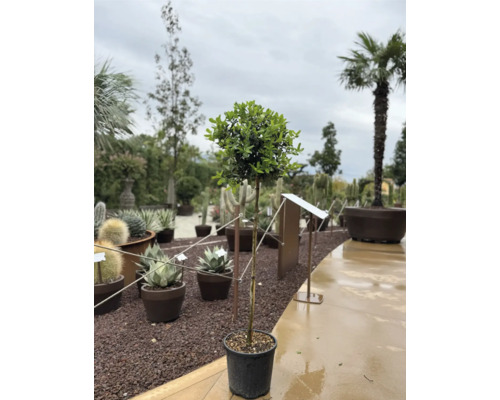 Vavřín v květináči pro venkovní použití