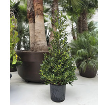 Konický cesmínový keř v květináči