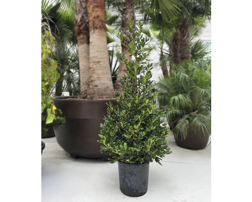 Konický cesmínový keř v květináči