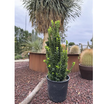Buxus pěstovaný v květináči