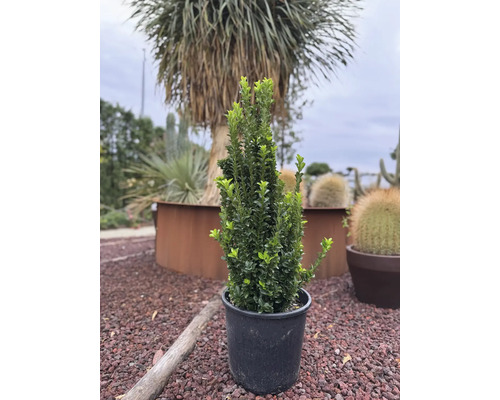 Buxus pěstovaný v květináči
