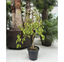 Smuteční bříza v květináči