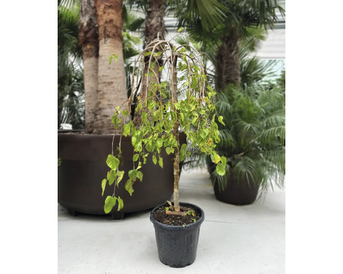 Smuteční bříza v květináči