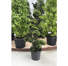 Tvarovaný strom v květináči