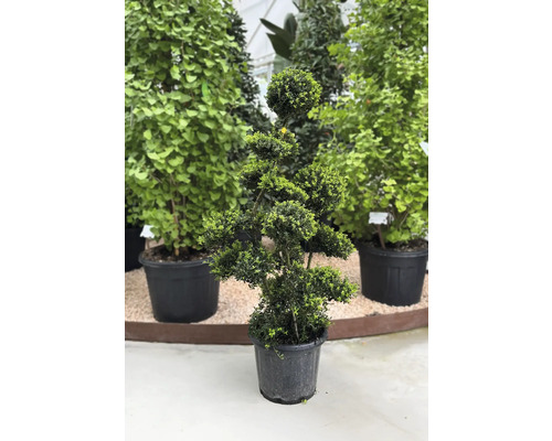 Tvarovaný strom v květináči