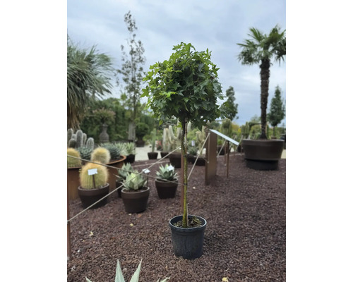 Kulovitý strom v květináči na štěrkovém podkladu