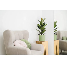 Křeslo s polštáři a pokojovou rostlinou na odkládacím stolku