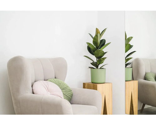 Křeslo s polštáři a pokojovou rostlinou na odkládacím stolku