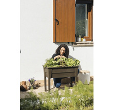 Žena sklízí salát z vyvýšeného záhonu na zahradě.