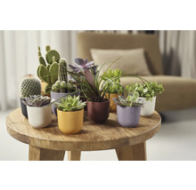Aranžmá kaktusů a sukulentů v dekorativních květináčích na dřevěném stole