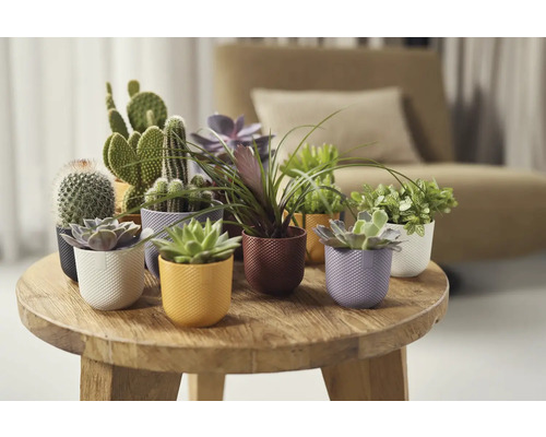 Aranžmá kaktusů a sukulentů v dekorativních květináčích na dřevěném stole