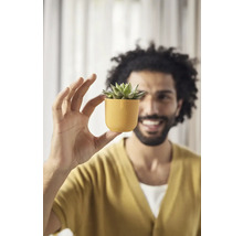 Muž drží malý květináč se sukulentem