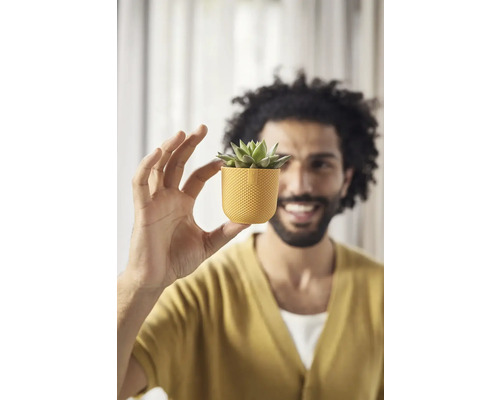 Muž drží malý květináč se sukulentem