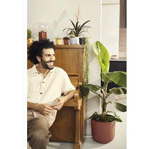 Muž sedí u klavíru vedle pokojových rostlin v květináčích