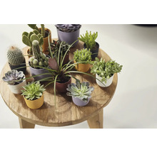 Výběr kaktusů a sukulentů v květináčích na dřevěném stole