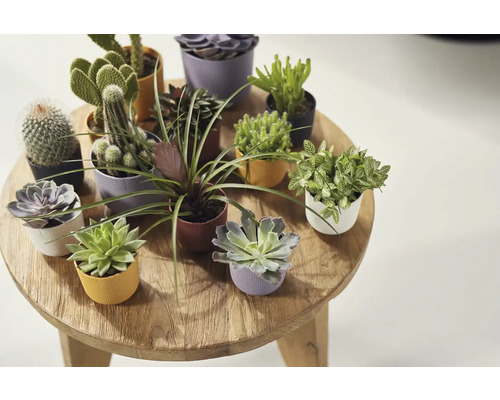 Výběr kaktusů a sukulentů v květináčích na dřevěném stole