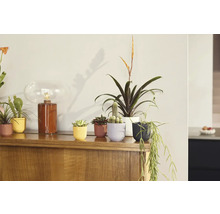 Dekorativní pokojové rostliny v květináčích na dřevěné skříni