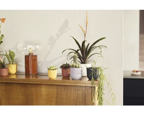 Dekorativní pokojové rostliny v květináčích na dřevěné skříni