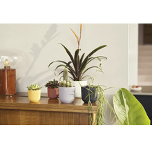 Několik pokojových rostlin v květináčích na dřevěné skříni.