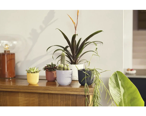 Několik pokojových rostlin v květináčích na dřevěné skříni.