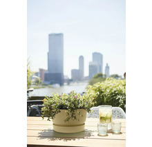 Květináč s květinami na stole s nápoji a panorama města v pozadí