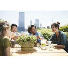 Skupina lidí sedí u stolu s květináčem a nápoji