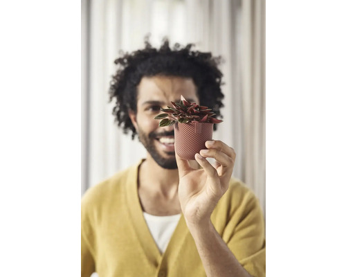 Muž drží hrnkovou rostlinu v ruce