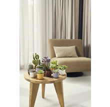 Dekorativní pokojové rostliny na dřevěném stole v obývacím pokoji.