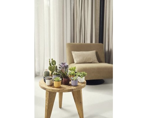 Dekorativní pokojové rostliny na dřevěném stole v obývacím pokoji.