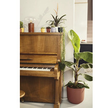 Pohled na pokoj s klavírem, různými pokojovými rostlinami a dekorativním osvětlením.