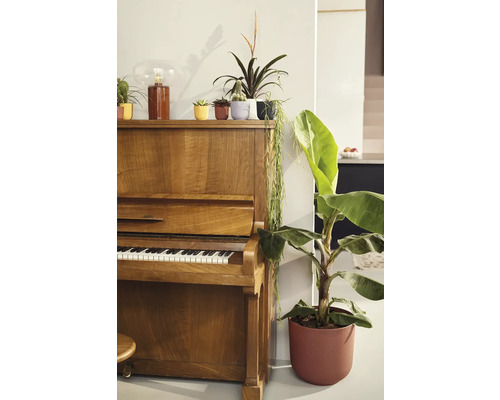 Pohled na pokoj s klavírem, různými pokojovými rostlinami a dekorativním osvětlením.